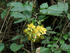 Senna dariensis