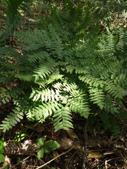 Adiantum trapeziforme