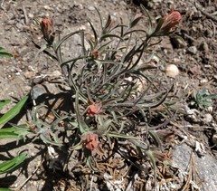 Castilleja arachnoidea
