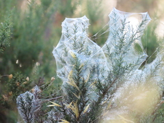 Tetranychus lintearius