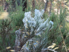 Tetranychus lintearius