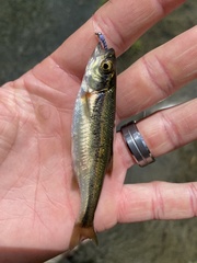 Richardsonius balteatus