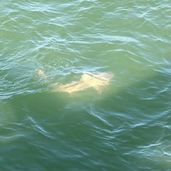 Carcharhinus limbatus