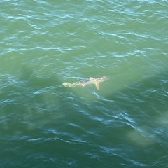 Carcharhinus limbatus