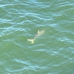 Carcharhinus limbatus