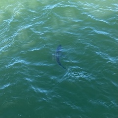 Carcharhinus limbatus