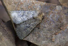 Lepidoptera