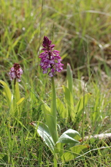 Orchis × hybrida