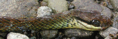 Dendrophidion paucicarinatum