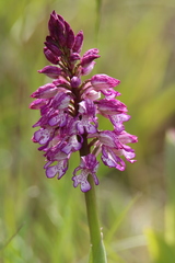 Orchis × hybrida