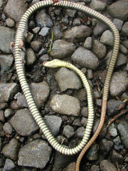 Dendrophidion paucicarinatum