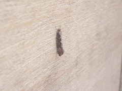 Proterodesma byrsopola