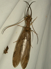 Corydalus peruvianus
