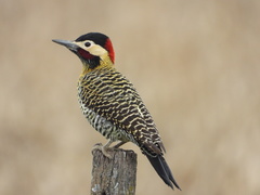 Colaptes melanochloros