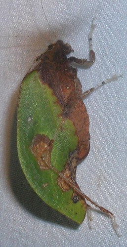 Pycnopalpa bicordata image