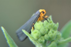 Gnamptonychia ventralis