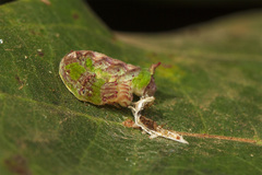 Lepidoptera