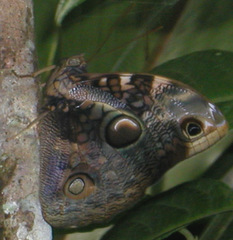 Opsiphanes tamarindi