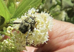 Hoplia dispar