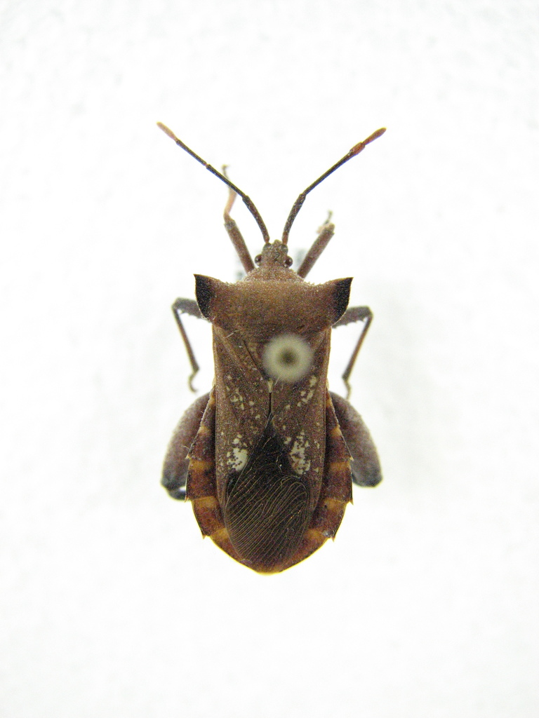 Mozena lurida
