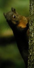 Sciurus granatensis