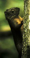 Sciurus granatensis