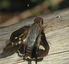 Thespieus macareus