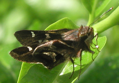 Thespieus macareus