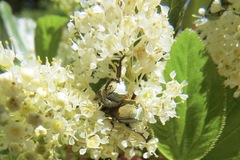 Hoplia dispar