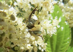 Hoplia dispar