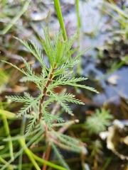 Myriophyllum robustum