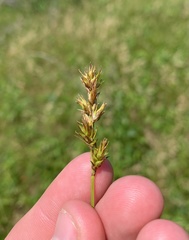 Carex prairea
