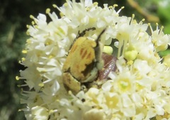 Hoplia dispar