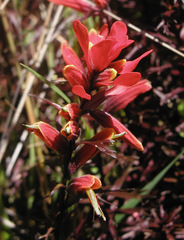 Castilleja irasuensis