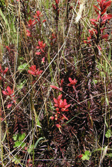 Castilleja irasuensis