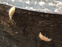 Chrysopidae