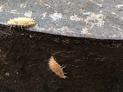 Chrysopidae