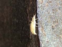 Chrysopidae