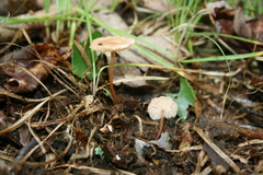 Marasmius cohaerens