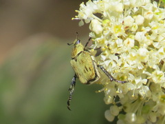 Hoplia dispar