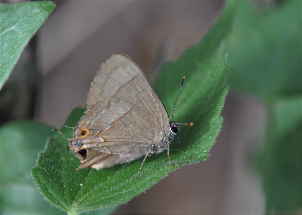 Coppery Groundstreak
