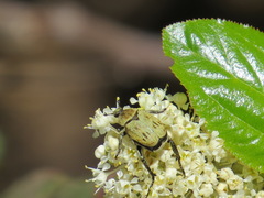 Hoplia dispar