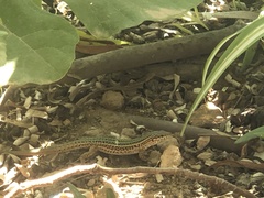 Podarcis pityusensis