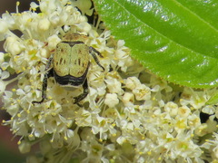 Hoplia dispar