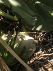 Podarcis pityusensis