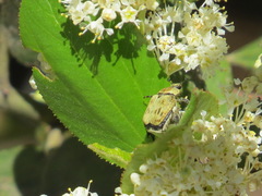 Hoplia dispar