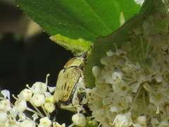 Hoplia dispar
