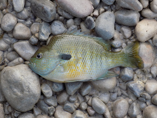 Plains Longear Sunfish