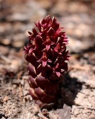 Kopsiopsis strobilacea