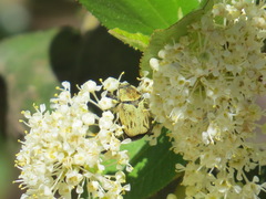 Hoplia dispar